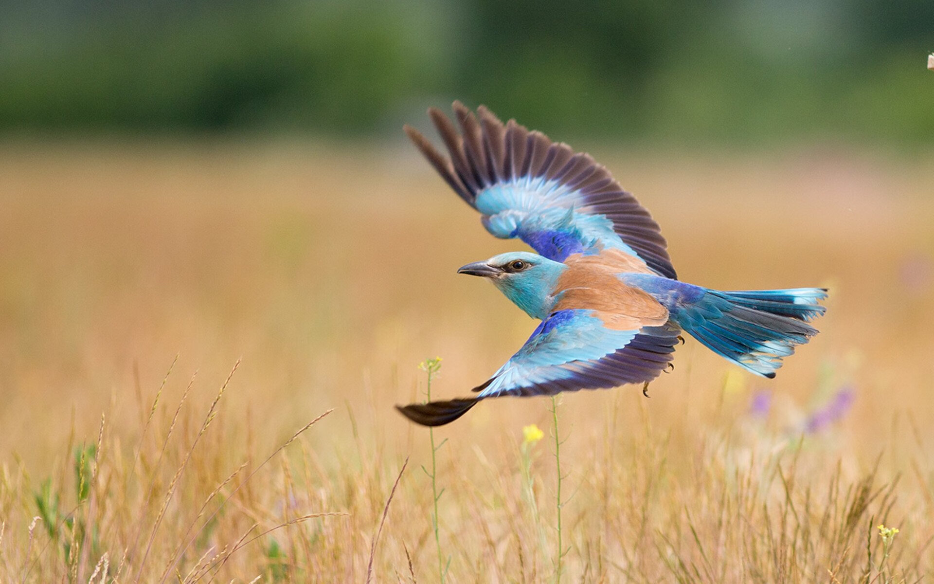 乐鱼体育登陆-法甲高频对抗场景下身体碰撞数据与犯规判罚概率建模，法甲水平如何