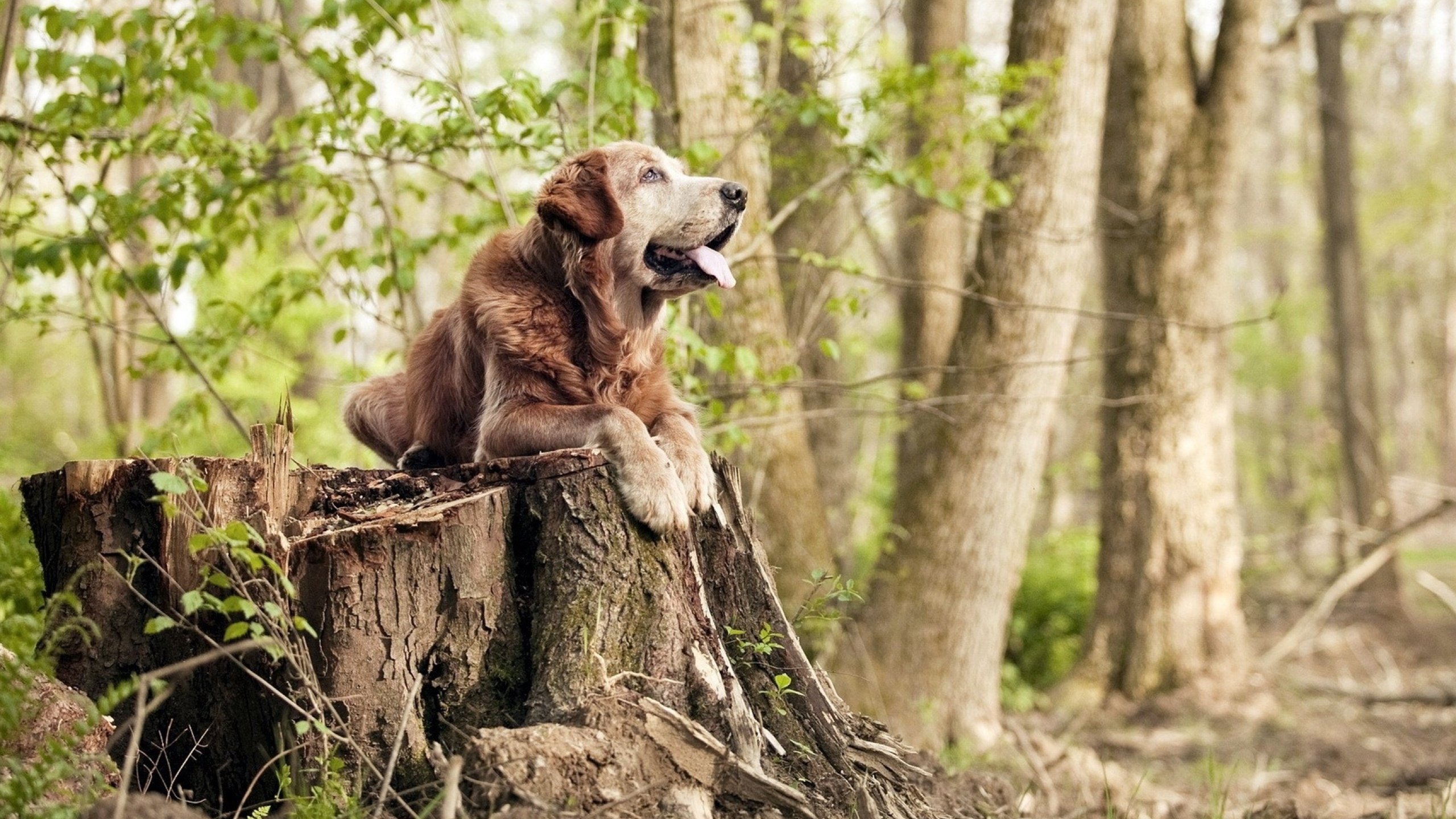 乐鱼体育下载-瑞典队未来展望:走向全球乒乓强国的崭新起点,曾经的瑞典乒乓球非常强大