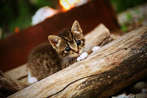 乐鱼体育在线下载-中国女篮挑战世界强队积累宝贵实战经验,中国女篮世界杯战绩