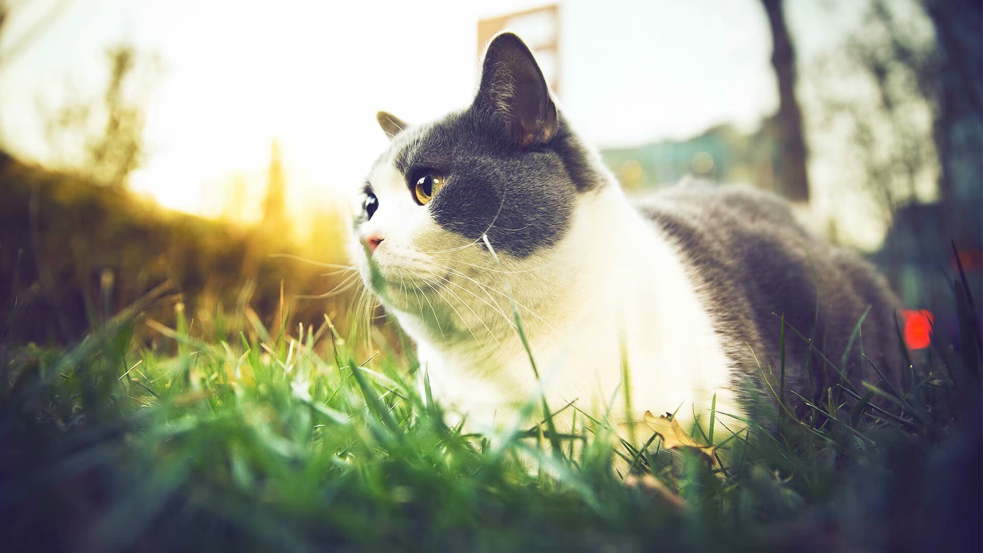 乐鱼体育平台官网-奇才加强对抗减少轻易得分改善比赛节奏，奇才打强队