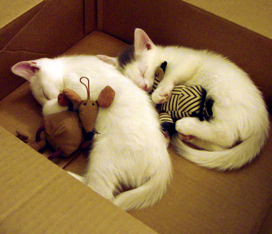 乐鱼体育app官网-尤文图斯引入新中场,为争夺意甲冠军全力拼搏