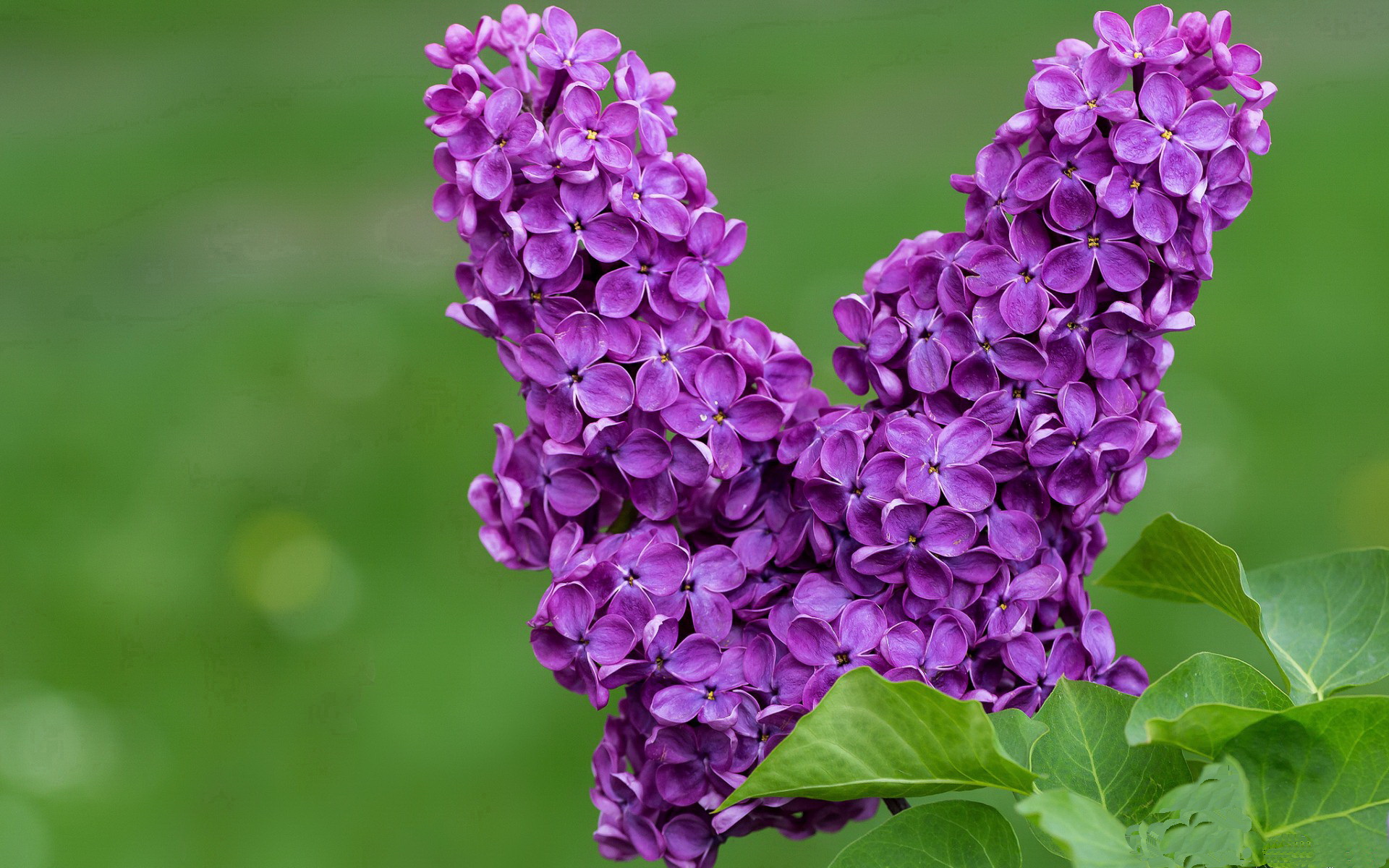 乐鱼体育官网网址-德甲攻守兼备:效率与战术的完美结合!,德甲的主张